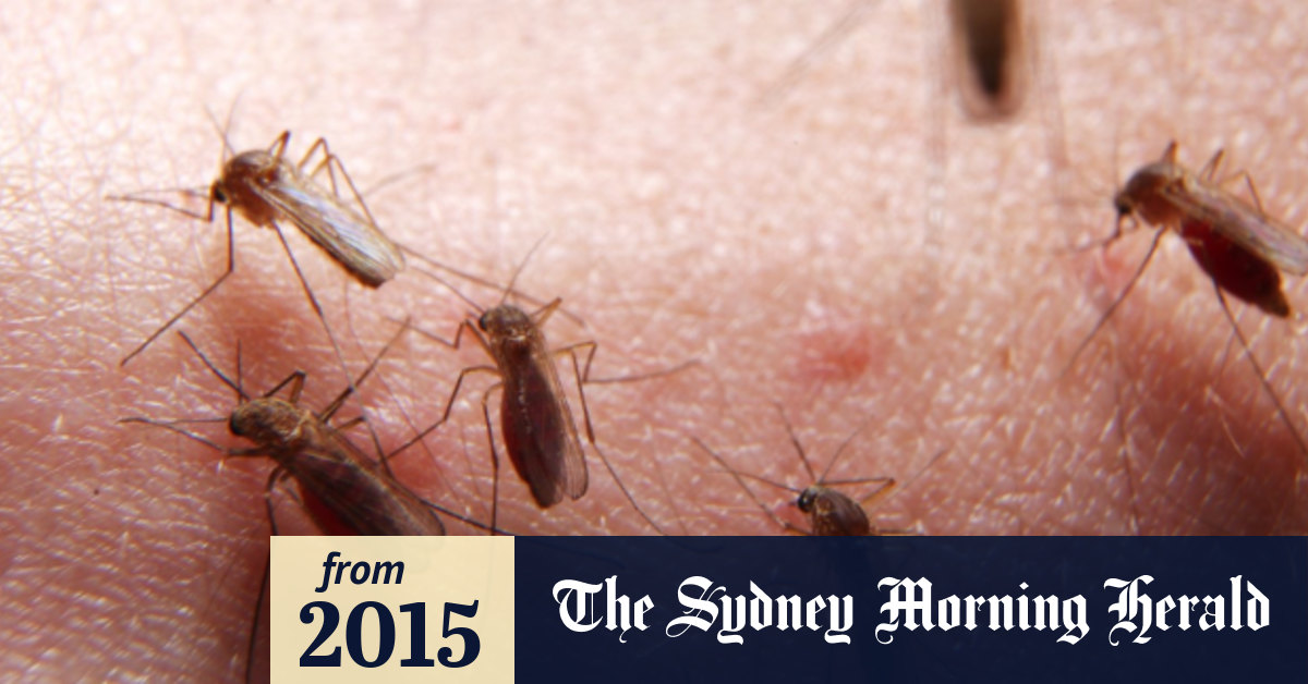 Australian Researchers Make Key Malaria Breakthroughs